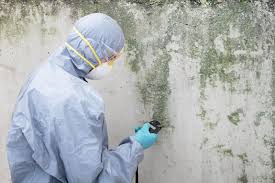 Best Black Mold Removal  in Port Reading, NJ